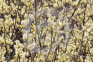 Beautiful branches with yellow flowers bloomed