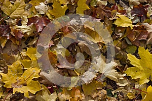 . Beautiful branches with yellow red red leaves closeup on the ground lit by the sun