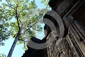 Beautiful branchy tree near the medieval ruins. Sunny weather