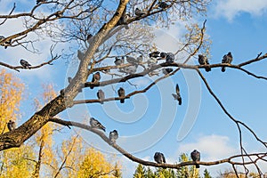 A beautiful branchy willow tree without leaves and a group of pigeons birds against the blue sky background