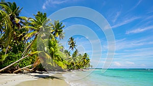 Beautiful Brazil wild palm beach and sea landscape. Blue Atlantic ocean waves bordered by a beautiful palm grove.