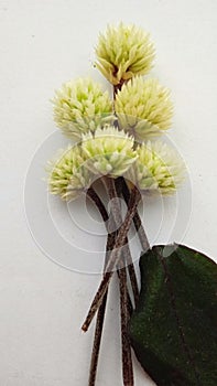 Beautiful Brazilian Joyweed, Alternanthera Brasiliana flower on white paper.