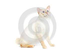 Beautiful breed Mekong Bobtail Cat Isolated White Background