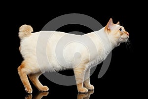 Beautiful breed without Tail Mekong Bobtail Cat Isolated Black Background