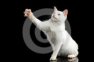 Beautiful breed without Tail Mekong Bobtail Cat Isolated Black Background