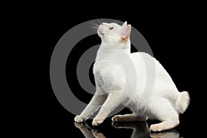 Beautiful breed without Tail Mekong Bobtail Cat Isolated Black Background