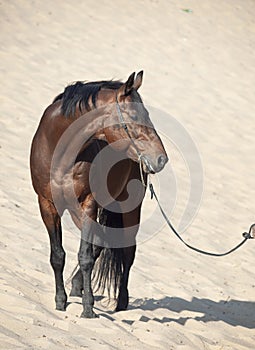 Beautiful breed Trakehner  bay stallion posing in the dunes