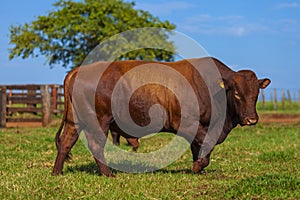 Beautiful breeding bull of the Bonsmara breed in the farm corral