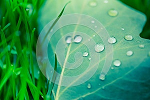 Beautiful breen leaf and morning dew drops. Nature texture background. Green leaf and green environment