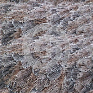 Beautiful Brid Feathers Seamless Patten Wallpaper Background