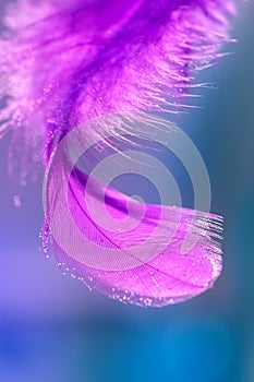 Beautiful bright abstract macro. Purple feather of a bird in small drops on a blue background. Art image. Selective focus