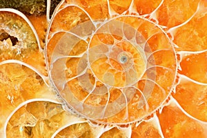 Beautiful bright amber-colored ammonite shell.