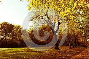 Beautiful and bright autumnal trees in Scottish park with afternoon sunlight.