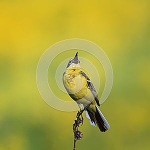 Beautiful bright bird the yellow Wagtail sings on a summer solar