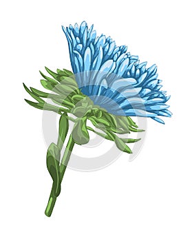 Beautiful bright blue aster with watercolor effect isolated on white background