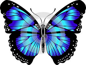 Beautiful bright blue  butterfly. Vector illustration isolated