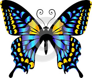 Beautiful bright blue  butterfly. Vector illustration isolated