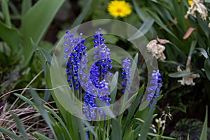Beautiful bright blue Muscari latifolium or broad-leaved grape hyacinth