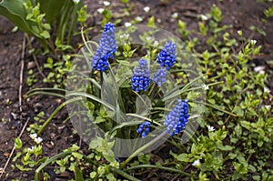 Beautiful bright blue Muscari latifolium or broad-leaved grape hyacinth