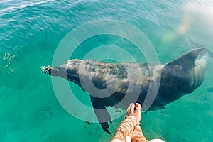 Beautiful bright blue water, texture of the water surface of blue color, female feet in the water, dolphin swims under water