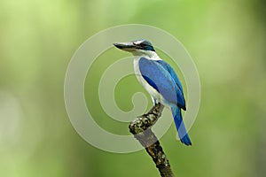 Beautiful bright blue and white bird with large beaks perching o