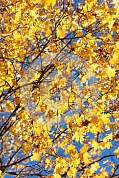 Beautiful bright branch with yellow maple leaves against the blue sky. Beautiful autumn photography.