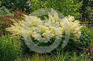 Beautiful bright bush Aruncus dioicus with white flowers in the garden on a sunny day