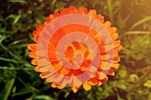 Beautiful bright calendula flower on a sunny day