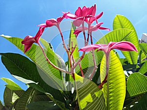 Beautiful, bright and clean few pink frangipani flowers with a blue sky background and fresh green leaves