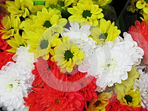 Beautiful Bright Close Up Colorful Gerbera Daisy Flowers Bouquet