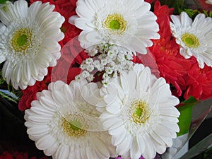 Beautiful Bright Close Up White Gerbera Daisy Flowers Bouquet