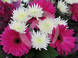 Beautiful Bright Close Up White And Pink Gerbera Daisy Flowers Bouquet