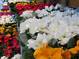 Beautiful Bright Closeup Colourful Winter Bloom Primrose Flowers In January 2021