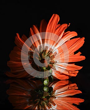 Beautiful bright closeup macro orange colorful daisy flower