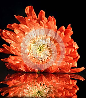 Beautiful bright closeup macro orange colorful daisy flower