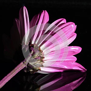 Beautiful bright closeup macro pink colorful daisy flower