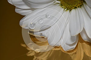 Beautiful bright closeup macro white colorful daisy flower