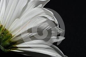 Beautiful bright closeup macro white colorful daisy flower