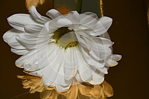 Beautiful bright closeup macro white colorful daisy flower