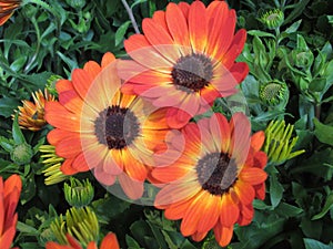 Beautiful Bright Closeup Orange African Daisy Flowers In Spring