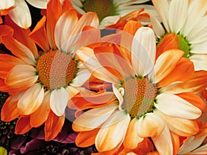 Beautiful Bright Closeup  Orange White Daisy Flowers Bouquet On Display