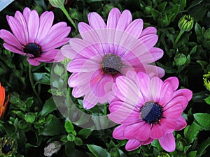 Beautiful Bright Closeup Purple African Daisy Flowers In Spring