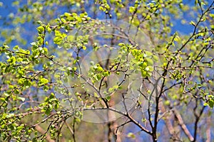 Beautiful bright closeup view of young birch tree spring light green leaves against the sky, Ballinteer, Dublin, Ireland