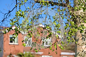 Beautiful bright closeup view of young birch tree spring light green leaves against typical Irish houses, Ballinteer, Dublin