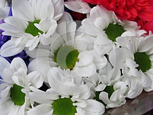 Beautiful Bright Closeup White Daisy Flowers Bouquet