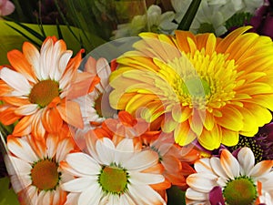 Beautiful Bright Closeup  White  Orange Daisy Flowers Bouquet On Display