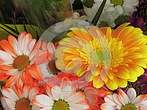 Beautiful Bright Closeup  White  Orange Daisy Flowers Bouquet On Display