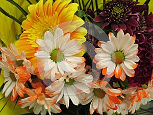 Beautiful Bright Closeup  White  Orange Daisy Flowers Bouquet On Display