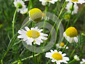 Beautiful Bright Closeup Wild White Daisy Flowers In Summer 2019