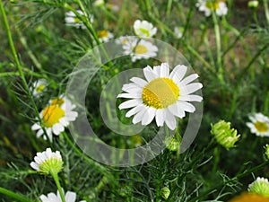 Beautiful Bright Closeup Wild White Daisy Flowers In Summer 2019